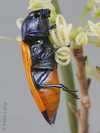 Castiarina armstrongi, PL0240A, female, on Hakea leucoptera ssp. leucoptera, LE, 16.7 × 6.1 mm